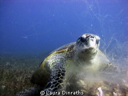 Hawksbill turtle feeding on broccoli coral. The coral is ... by Laura Dinraths 